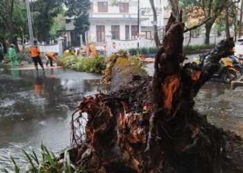 Pohon mahoni setinggi 15 meter di kawasan Jalan Tumapel, dekat Balai Kota Malang tumbang hingga melintang menutup jalan, Sabtu (27/2/2021). (Foto : Azmy/Tugu Malang/Tugu Jatim)