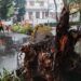 Pohon mahoni setinggi 15 meter di kawasan Jalan Tumapel, dekat Balai Kota Malang tumbang hingga melintang menutup jalan, Sabtu (27/2/2021). (Foto : Azmy/Tugu Malang/Tugu Jatim)
