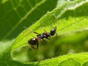 5 Fakta Unik Semut: Ratu Bisa Hidup 10 Tahun, Jantan Seminggu