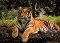 Populasi harimau meningkat. (Foto: Pixabay/Tugu Jatim)