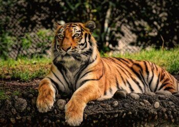 Populasi harimau meningkat. (Foto: Pixabay/Tugu Jatim)