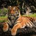 Populasi Harimau Justru Meningkat pada 10 Tahun Terakhir 8 Populasi harimau meningkat. (Foto: Pixabay/Tugu Jatim)