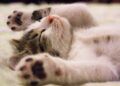 Ilustrasi hewan kucing sedang tidur. (Foto: Pexels/Tugu Jatim)