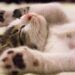 Ilustrasi hewan kucing sedang tidur. (Foto: Pexels/Tugu Jatim)
