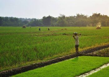Ilustrasi petani. (Foto: Pixabay/Tugu Jatim)
