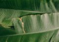 Daun pisang. (Foto: Pexels/Tugu Jatim)