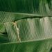 Daun pisang. (Foto: Pexels/Tugu Jatim)