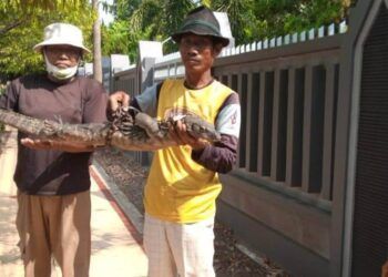 Warga berhasil menangkap hewan biawak. (Foto: Rochim/Tugu Jatim)