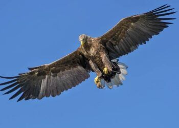 5 Fakta Burung Elang, Dapat Terbang hingga 300 Km/Jam