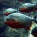 Ilustrasi piranha/Pixabay