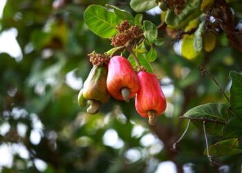 Ilustrasi Jambu Mete/Pixabay