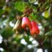 Ingin Berat Badan Turun, Konsumsi Jambu Mete Saja... 12 Ilustrasi Jambu Mete/Pixabay