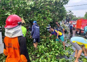 Ilustrasi beberapa dampak dari bencana angin puting beliung di Kabupaten Tuban pada akhir November 2019. (Foto: Rochim/Tugu Jatim)