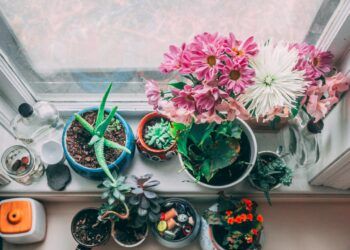 Ilustrasi merawat tanaman di dalam rumah. (Foto: unsplash/Tugu Jatim)