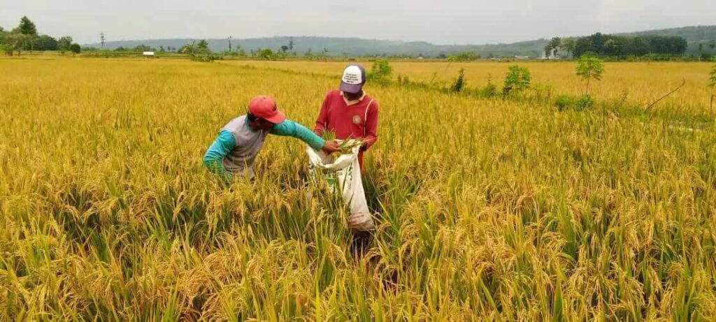 Petani di Kecamatan Montong, Kabupaten Tuban yang tengah memanen hasil tanaman padinya. (Foto: Mochamad Abdurrochim/Tugu Jatim) impor beras