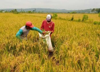 Petani di Kecamatan Montong, Kabupaten Tuban yang tengah memanen hasil tanaman padinya. (Foto: Mochamad Abdurrochim/Tugu Jatim) impor beras