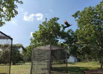 Dalam rangka Hari Konservasi Alam Nasional (HKAN) Ke-12 tahun 2021, Balai Besar Konservasi Sumber Daya Alam Jawa Timur (BBKSDA Jatim) melakukan lepas liar satwa di Taman Nasional (TN) Baluran. (Foto: BBKSDA Jatim)