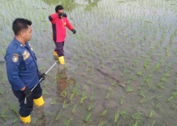 Proses evakuasi anakan buaya di area persawahan di Desa Jono, Kecamatan Temayang, Kabupaten Bojonegoro, Rabu (23/3/2021). (Foto: Dokumen/Damkar Bojonegoro) penemuan buaya