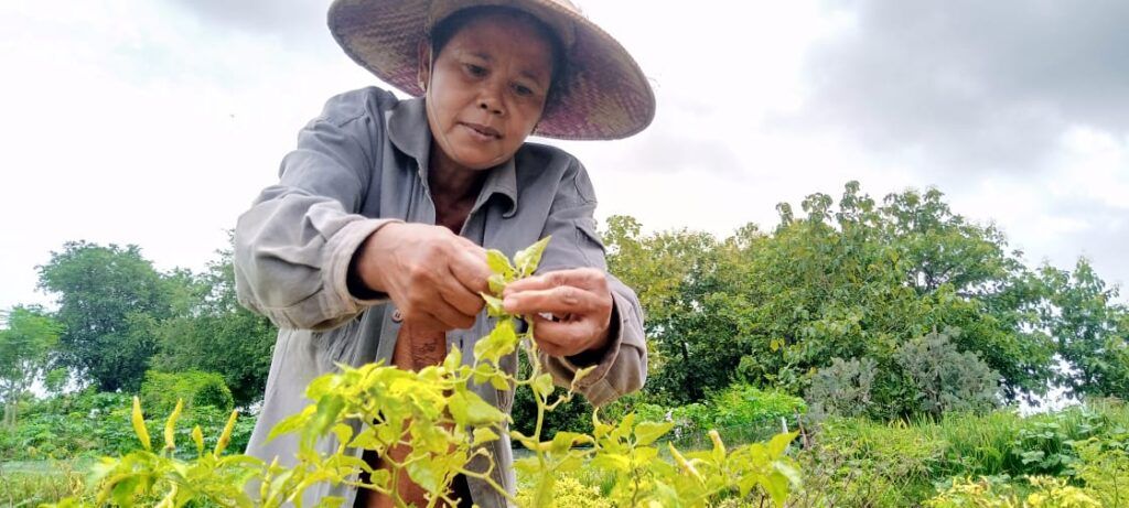 Jutik, Psalah satu petani cabai asal Tuban yang terpaksa memanen cabai lebih awal karena tanaman cabainya diserang hama patek. (Foto: Mochamad Abdurrochim/Tugu Jatim)