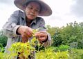 Jutik, Psalah satu petani cabai asal Tuban yang terpaksa memanen cabai lebih awal karena tanaman cabainya diserang hama patek. (Foto: Mochamad Abdurrochim/Tugu Jatim)