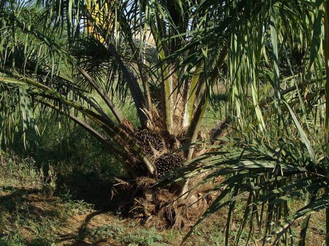 Ilustrasi kelapa sawit. (Foto: Pixabay/Tugu Jatim)
