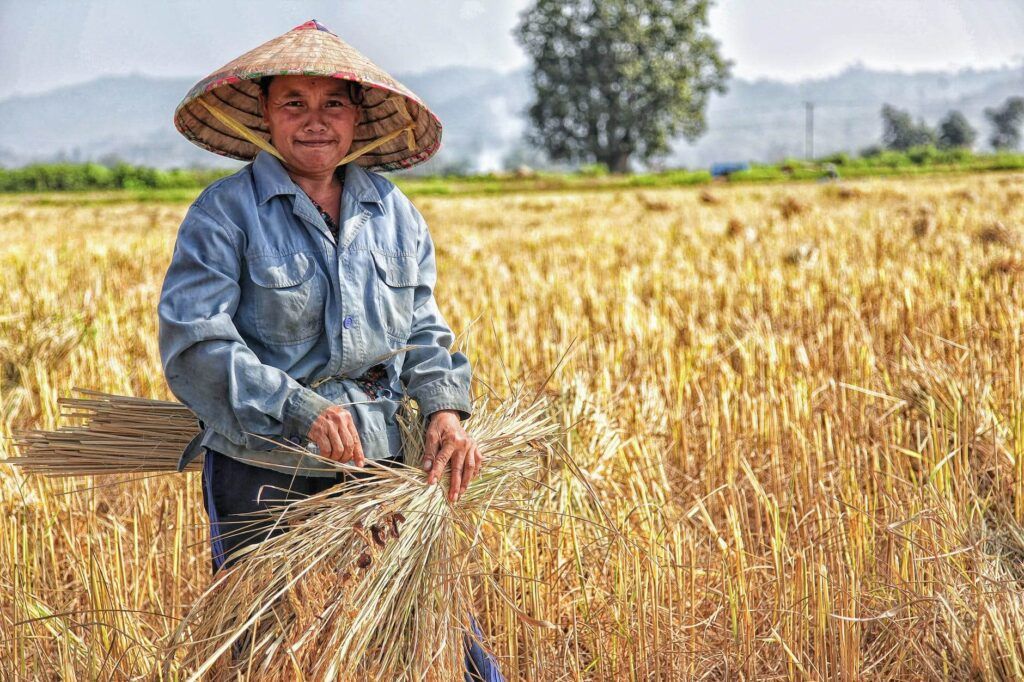 Ilustrasi petani di sawah. (Foto: Pexels/Tugu Jatim)