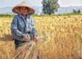 Ilustrasi petani di sawah. (Foto: Pexels/Tugu Jatim)