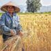 Ilustrasi petani di sawah. (Foto: Pexels/Tugu Jatim)