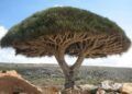 Pohon Darah Naga atau pohon dengan nama latin Dracaena cinnabari ini merupakan tanaman unik yang memiliki getah berwarna merah. (Foto: Wikipedia)
