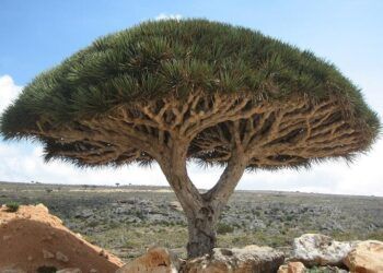 Pohon Darah Naga atau pohon dengan nama latin Dracaena cinnabari ini merupakan tanaman unik yang memiliki getah berwarna merah. (Foto: Wikipedia)