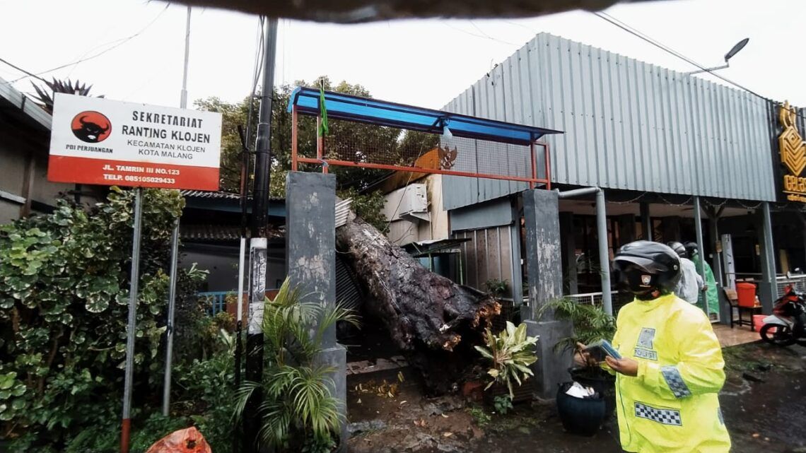 Pohon kenari setinggi sekitar 12 meter di Jalan Thamrin Gang 3, dekat kantor sekretariat PDI-P Ranting Klojen Kota Malang tumbang menimpa sebuah rumah, Minggu (14/3/2021). (Foto : Azmy/Tugu Malang/Tugu Jatim)