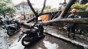 Bencana pohon tumbang di Kota Malang usai hujan lebat disertai angin kencang, Minggu (14/3/2021). (Foto: Azmy/Tugu Malang/Tugu Jatim)