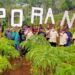 Upaya Tingkatkan Nilai Ekonomi, Petani di Trenggalek Tanam Porang di Lahan 3.000 Hektare 12 Perkumpulan Petani Porang Trenggalek (PPT) berfoto bersama tanaman porang yang tersebar di lahan seluas 3.000 hektare. (Foto: Zamz/Tugu Jatim)