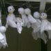 Mengenal Teru Teru Bozu, Boneka Unik Khas Jepang yang Dipercaya Bisa Tangkal Hujan 12 Boneka Teru Teru Bozu yang dipercaya bisa tangkal hujan. (Foto: Wikipedia)