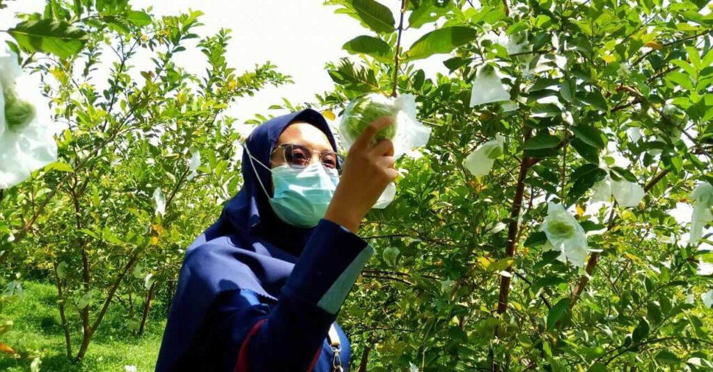 Pengunjung sedang menikmati memetik jambu dari kebunnya di Wisata Kebun Jambu Kristal di Desa Padang, Kecamatan Trucuk, Kabupaten Bojonegoro. (Foto: Mila Arinda/Tugu Jatim)