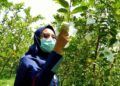 Pengunjung sedang menikmati memetik jambu dari kebunnya di Wisata Kebun Jambu Kristal di Desa Padang, Kecamatan Trucuk, Kabupaten Bojonegoro. (Foto: Mila Arinda/Tugu Jatim)