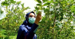 Wisata Asyik di Bojonegoro: Sensasi Petik Jambu Kristal Langsung dari Pohonnya