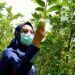 Wisata Asyik di Bojonegoro: Sensasi Petik Jambu Kristal Langsung dari Pohonnya 13 Pengunjung sedang menikmati memetik jambu dari kebunnya di Wisata Kebun Jambu Kristal di Desa Padang, Kecamatan Trucuk, Kabupaten Bojonegoro. (Foto: Mila Arinda/Tugu Jatim)