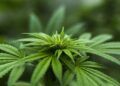 Ilustrasi ganja. (Foto: Pixabay/Tugu Jatim)