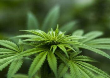 Ilustrasi ganja. (Foto: Pixabay/Tugu Jatim)