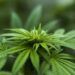 Ilustrasi ganja. (Foto: Pixabay/Tugu Jatim)