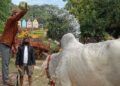 Warga Desa Gosari, Gresik, Jawa Timur, melaksanakan ruat Rojokoyo. (Foto: Arfan Eka/Tugu Jatim)