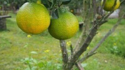 Buah jeruk Dekopon. (Foto: Balitjestro Kota Batu/Tugu Jatim)