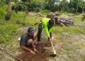 Warga Desa Tumpakrejo mencabut tanaman sawit dan menggantinya dengan tanaman buah. (Foto:Rap/Tugu Jatim)