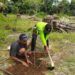 Protes Pengalakkan Sawit, Warga Malang Jebol Tanaman Sawit dan Tanam Buah-buahan 12 Warga Desa Tumpakrejo mencabut tanaman sawit dan menggantinya dengan tanaman buah. (Foto:Rap/Tugu Jatim)