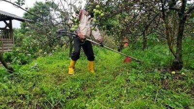 Petani di Kota Batu tengah melelakukan perawatan pada pohon apel yang mereka rawat. (Foto: Dispertan Kota Batu)