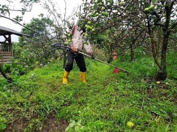 Petani di Kota Batu tengah melelakukan perawatan pada pohon apel yang mereka rawat. (Foto: Dispertan Kota Batu)
