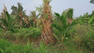 Mantan Petani Sawit di Desa Tumpakrejo Mulai Beralih ke Tanaman Kelapa Hibrida hingga Sayuran