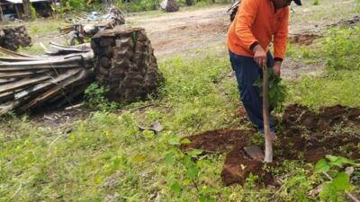 Warga Desa Tumpakrejo, Kecamatan Gedangan, Kabupaten Malang, saat menjebol tanaman sawit. (Foto:Rap/Tugu Jatim)