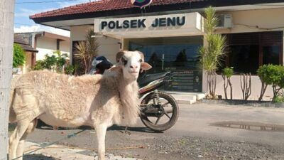 Barang bukti yang diamankan pihak kepolisian berupa satu ekor kambing dan sepeda motor yang dipakai pelaku saat melakukan aksi mencuri kambing di daerah Beji, Kecamatan Jenu, Kabupaten Tuban, Jumat 928/5/2021). (Foto: Mochamad Abdurrochim/Tugu Jatim)